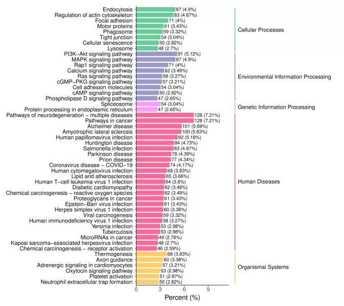 KEGG functional annotation bar chart pathway analysis
